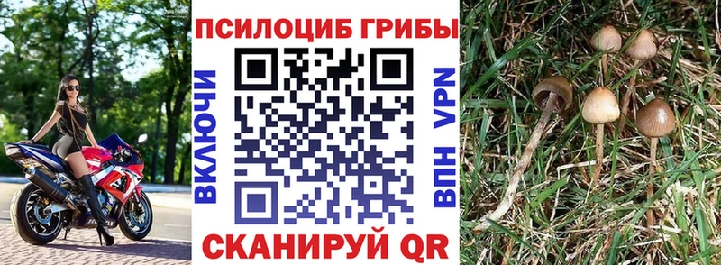 Галлюциногенные грибы Psilocybe  где купить   omg как зайти  Южноуральск 